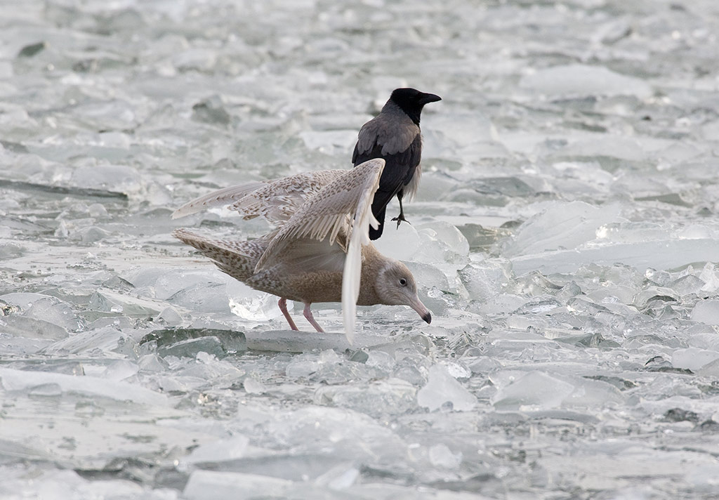 Glaucous Gull (Larus hyperboreus)