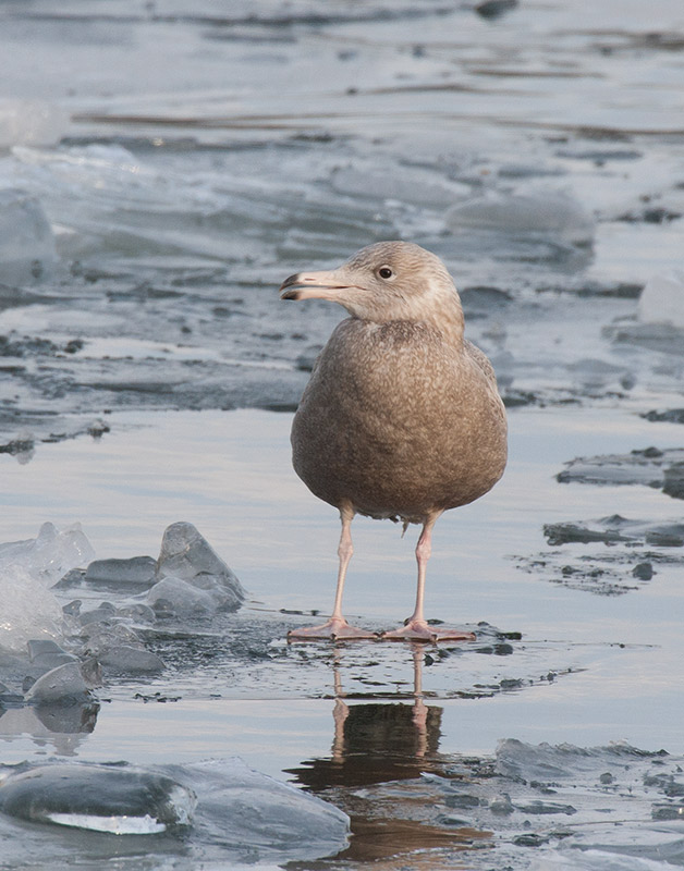 Glaucous Gull (Larus hyperboreus)	