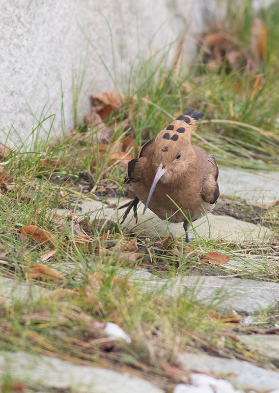 Eurasian Hoopoe (Upupa epops)	