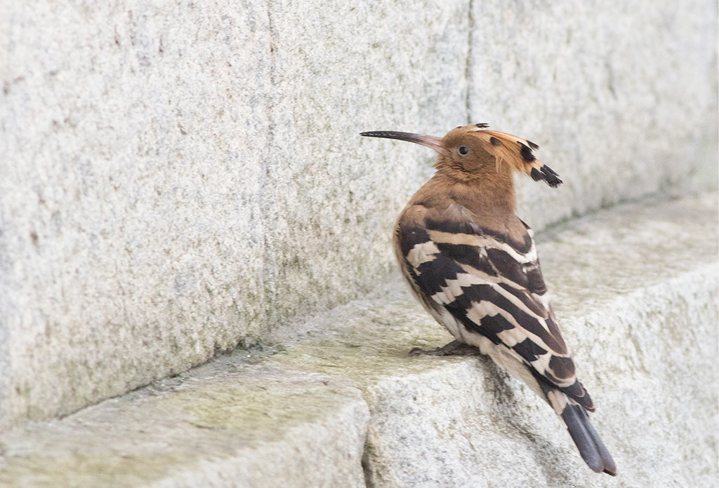 Eurasian Hoopoe (Upupa epops)	