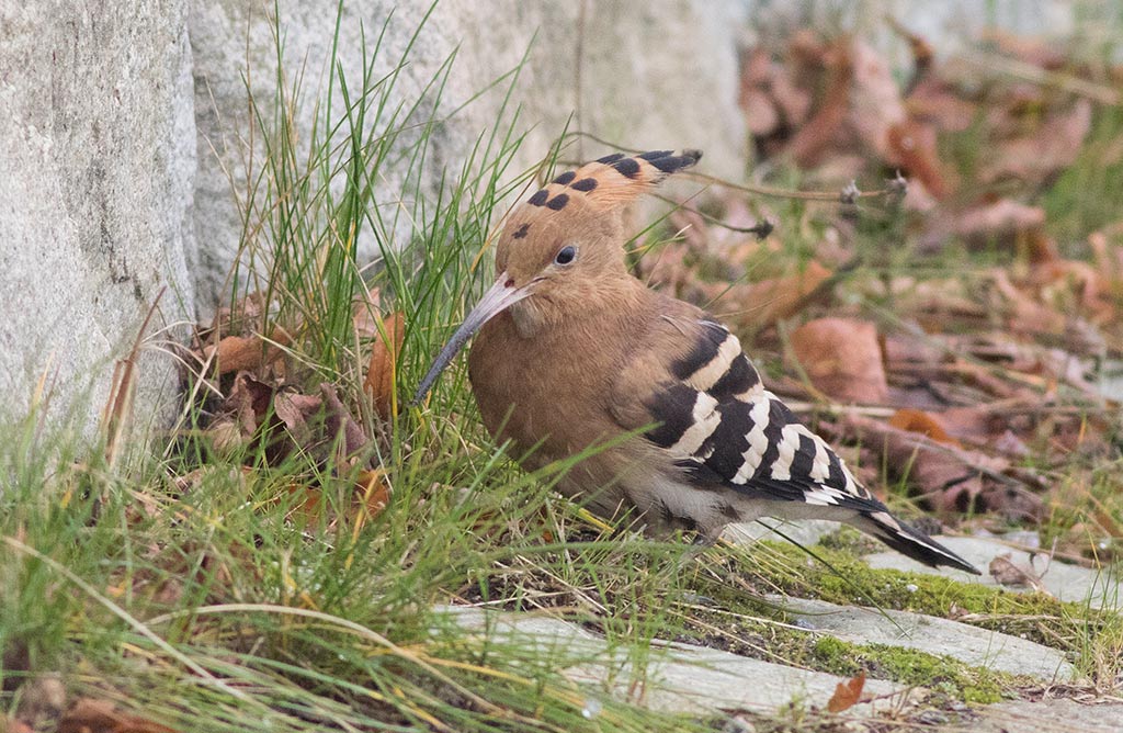 Eurasian Hoopoe (Upupa epops)	