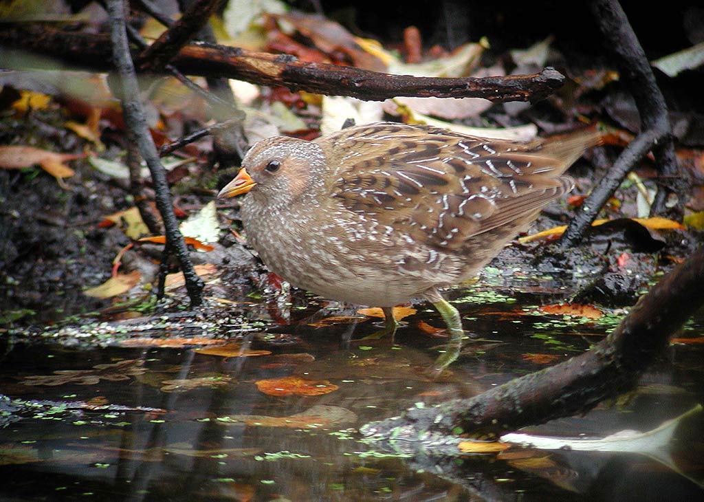 Spotted Crake (Porzana porzana)