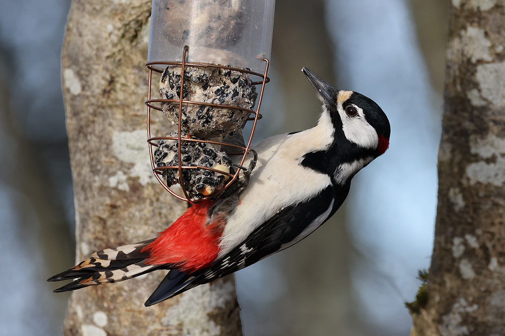 Great Spotted Woodpecker (Dendrocopos major)