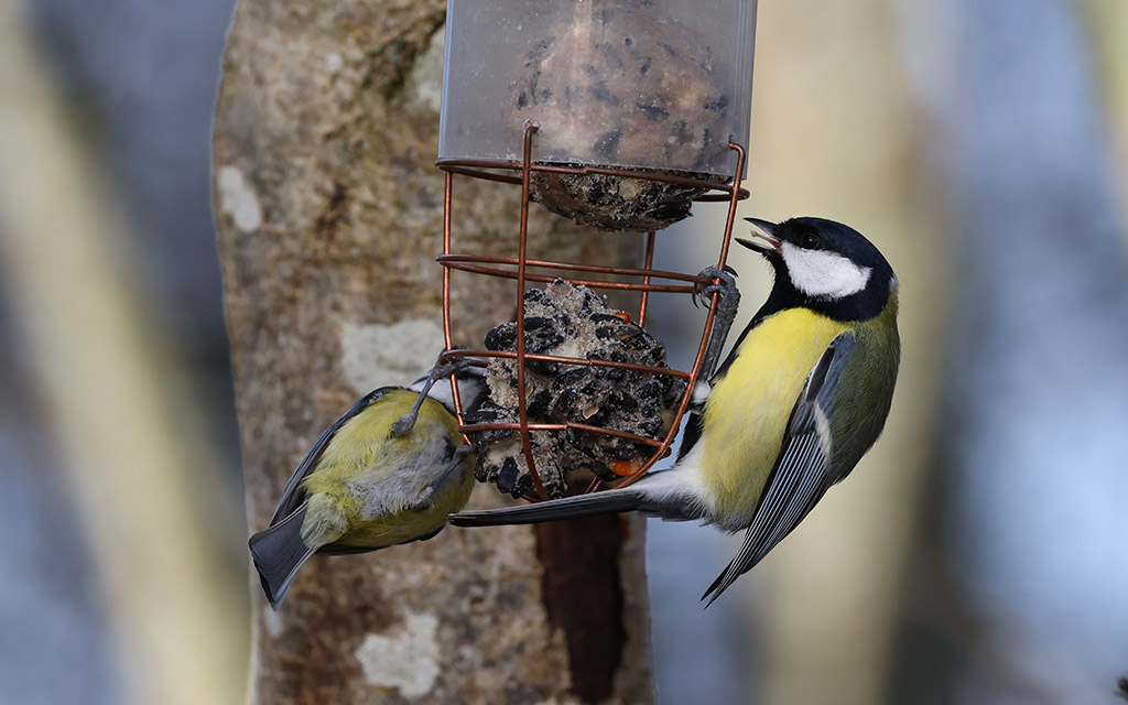 Great Tit (Parus major)