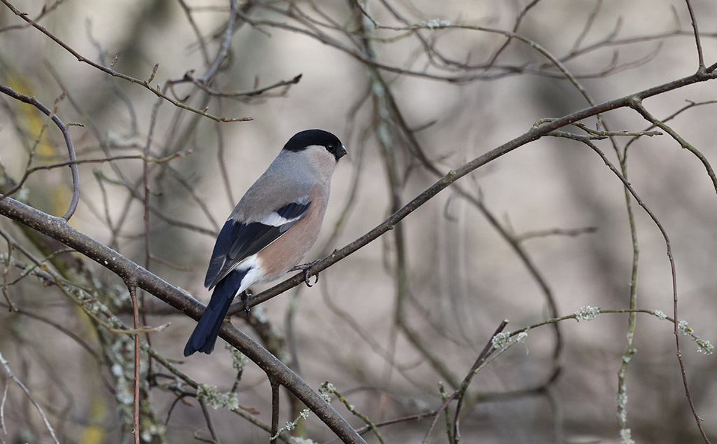 Eurasian Bullfinch (Pyrrhula pyrrhula)
