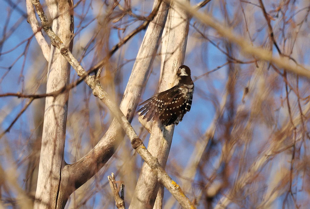 Lesser Spotted Woodpecker (Dryobates minor)