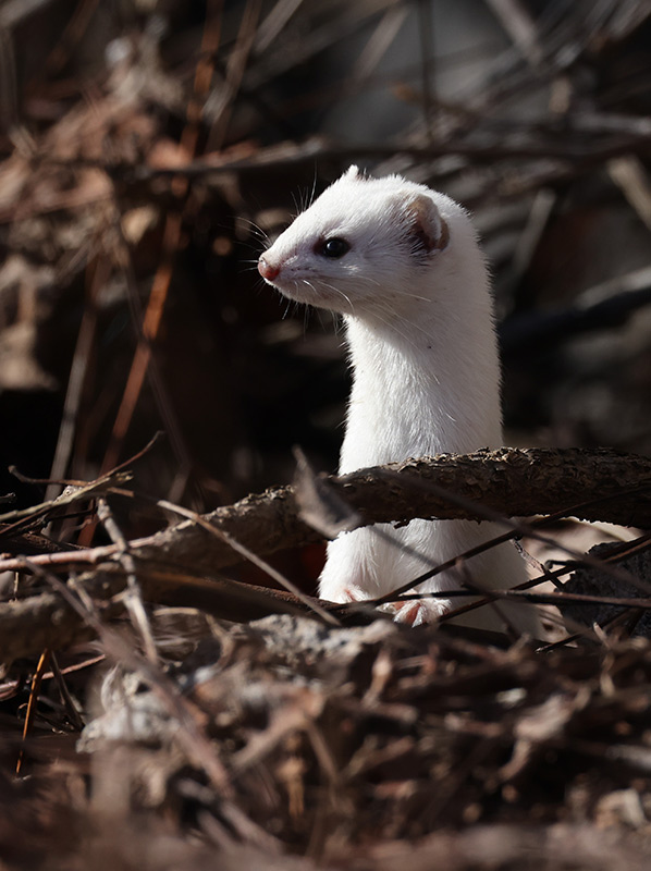 Least Weasel (Mustela nivalis)	