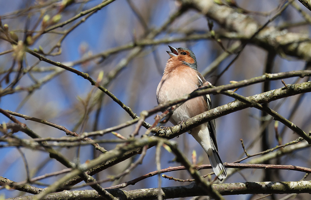 Common Chaffinch (Fringilla coelebs)