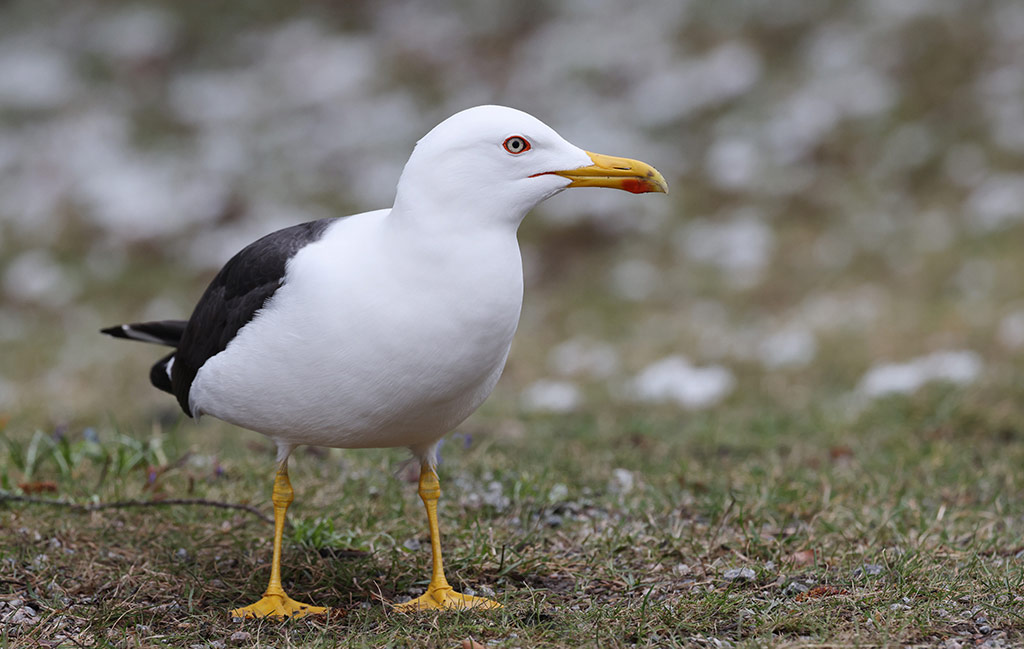 Lesser Black-backed Gull (Larus fuscus)