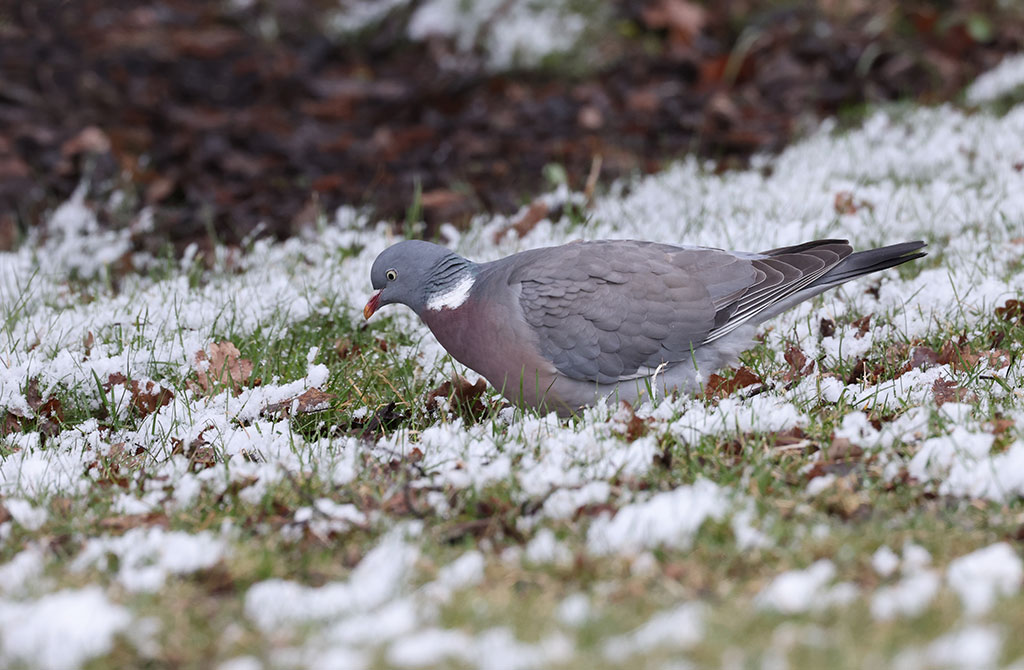 Common Wood Pigeon (Columba palumbus)