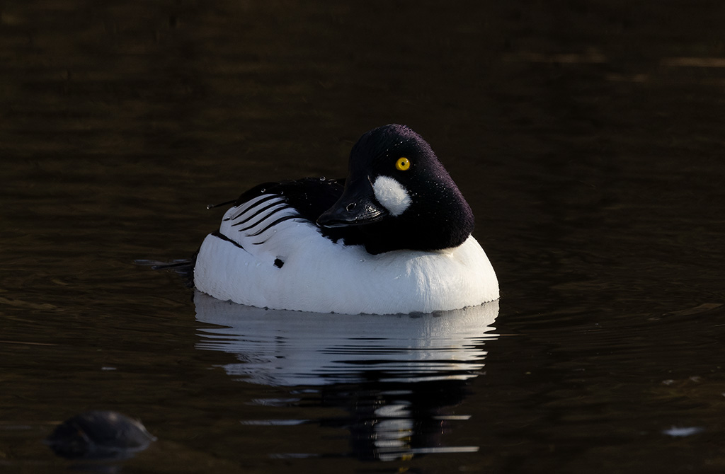 Common Goldeneye (Bucephala clangula)