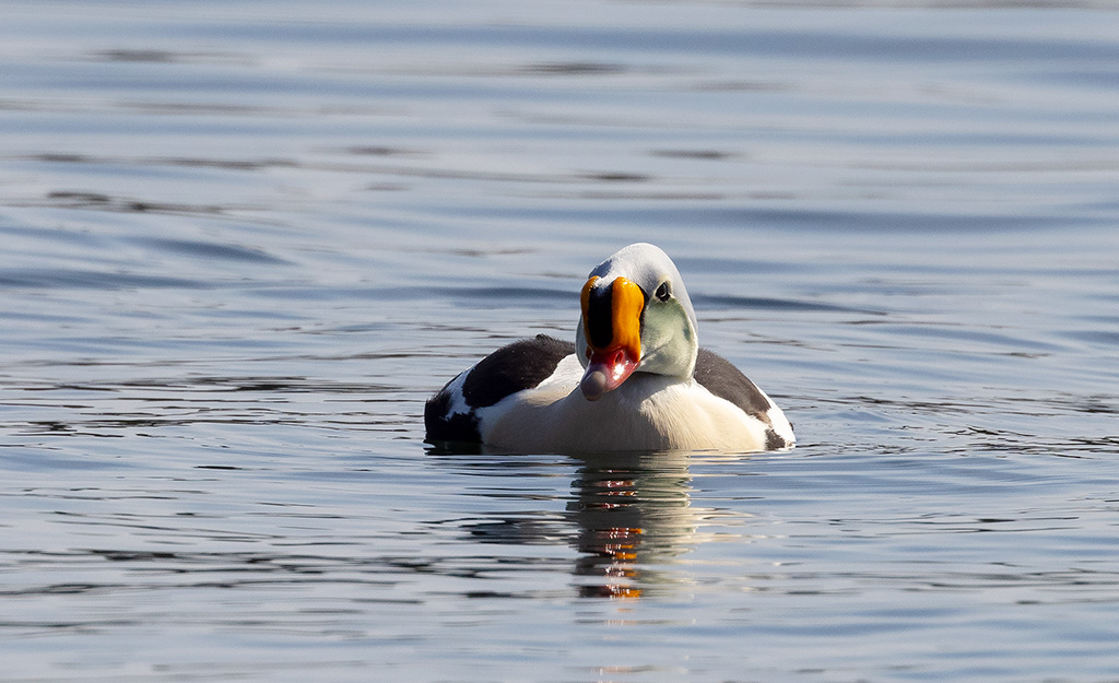 King Eider (Somateria spectabilis)