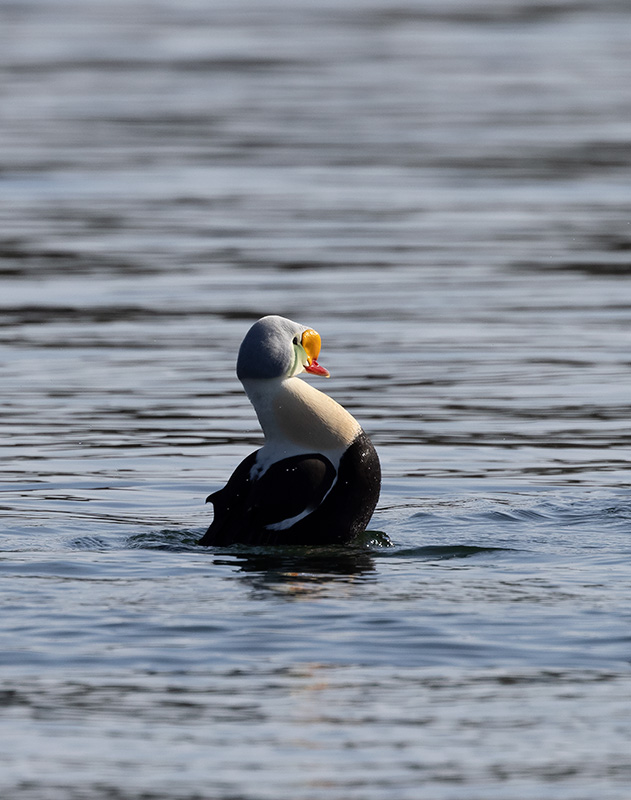 King Eider (Somateria spectabilis)