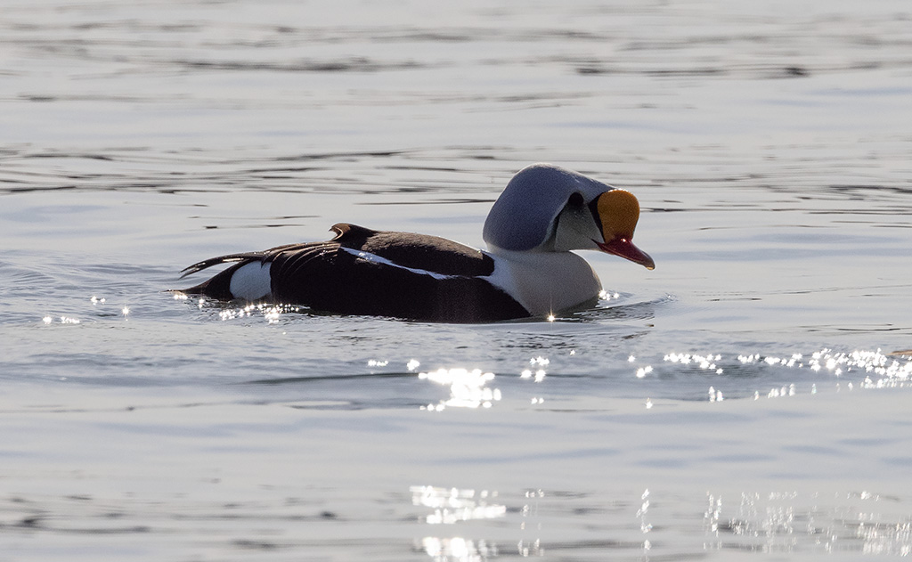 King Eider (Somateria spectabilis)