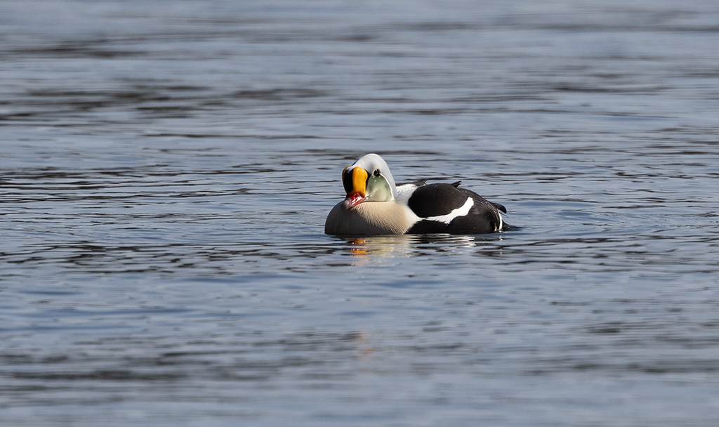 King Eider (Somateria spectabilis)