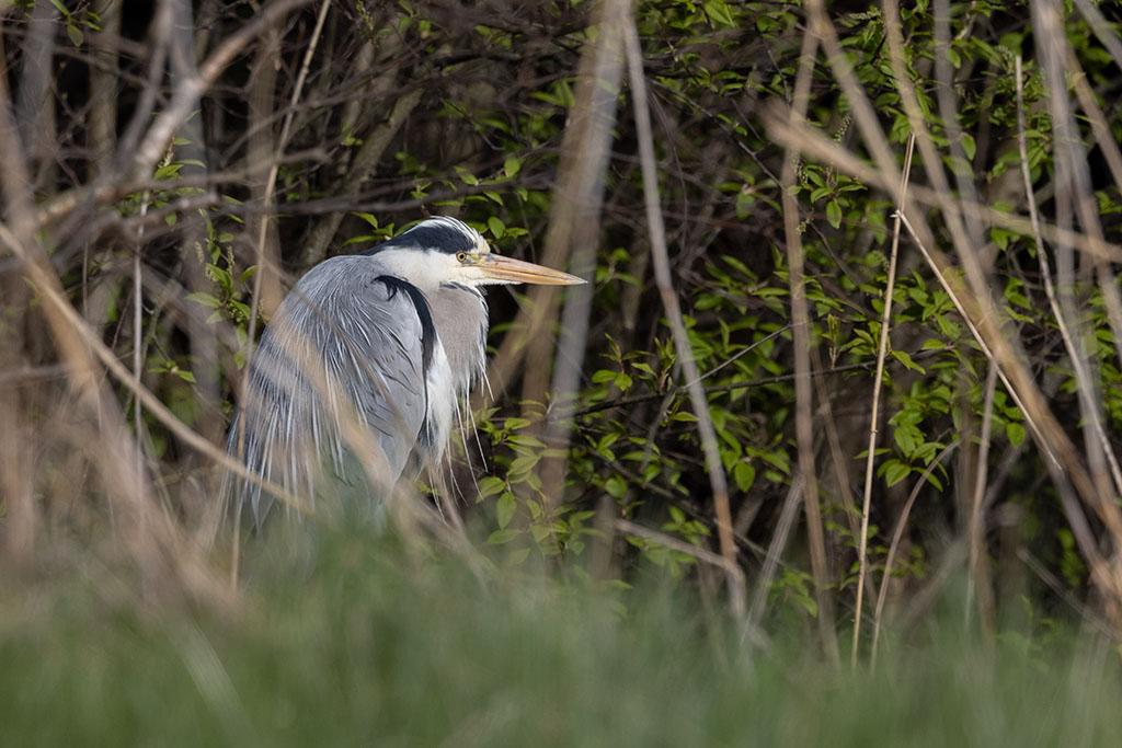 Grey Heron (Ardea cinerea)