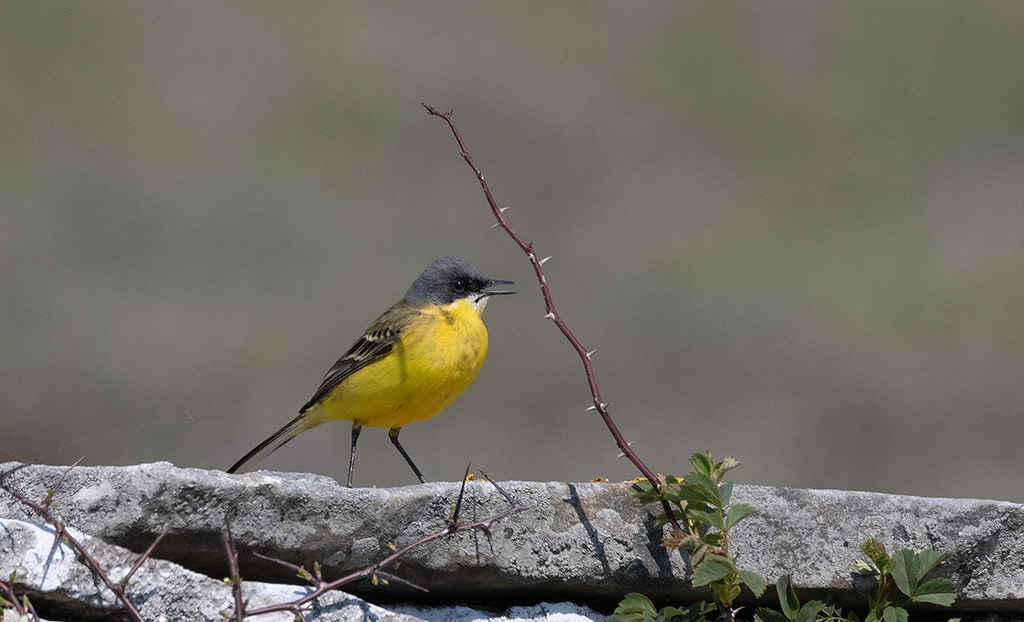 Yellow Wagtail (Motacilla flava thunbergi)