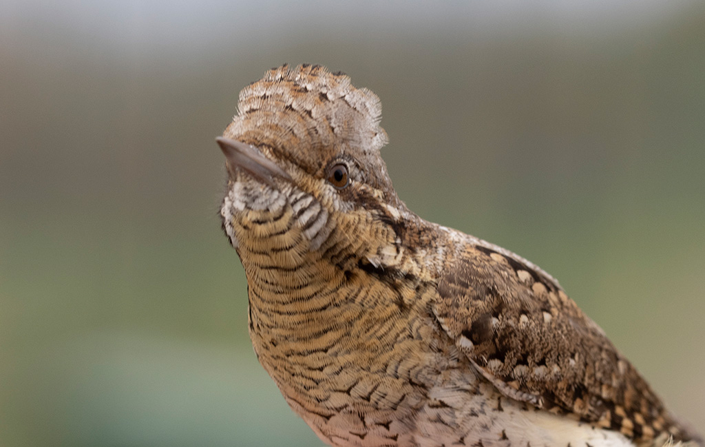 Eurasian Wryneck (Jynx torquilla)