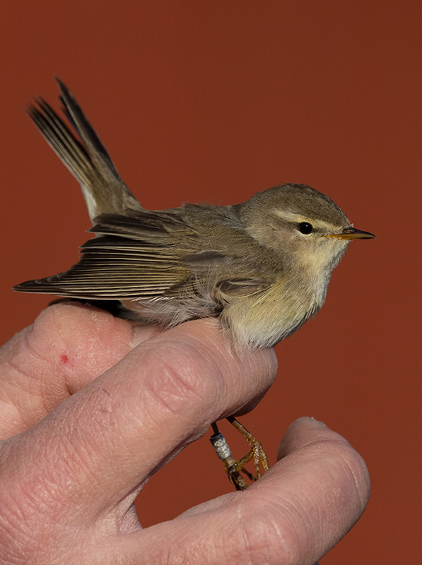 Willow Warbler (Phylloscopus trochilus)