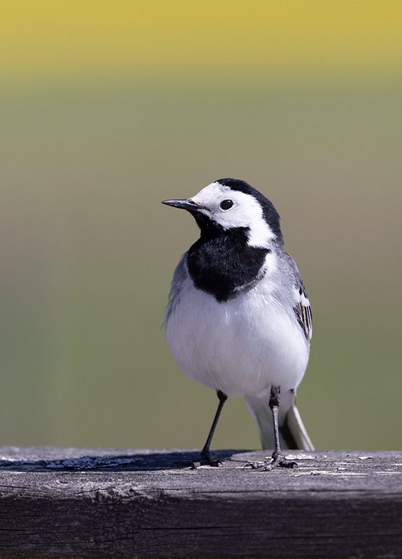 White Wagtail (Motacilla alba)