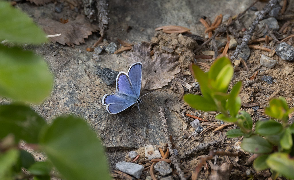 Hedblvinge (Plebejus idas)