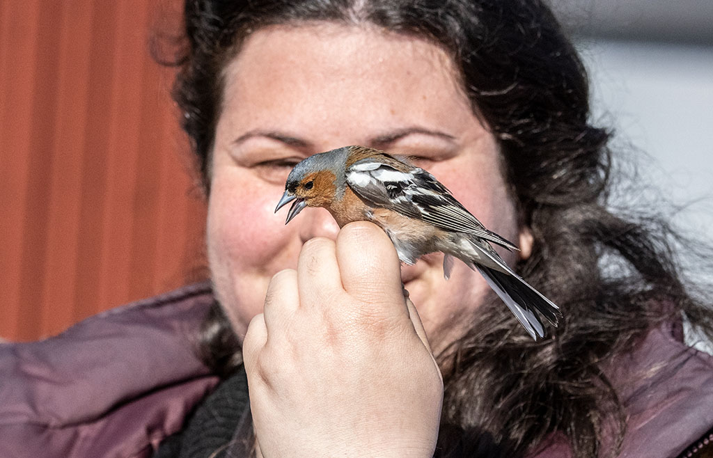Common Chaffinch (Fringilla coelebs)