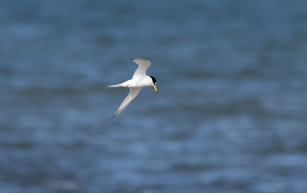 Little Tern (Sternula albifrons)	