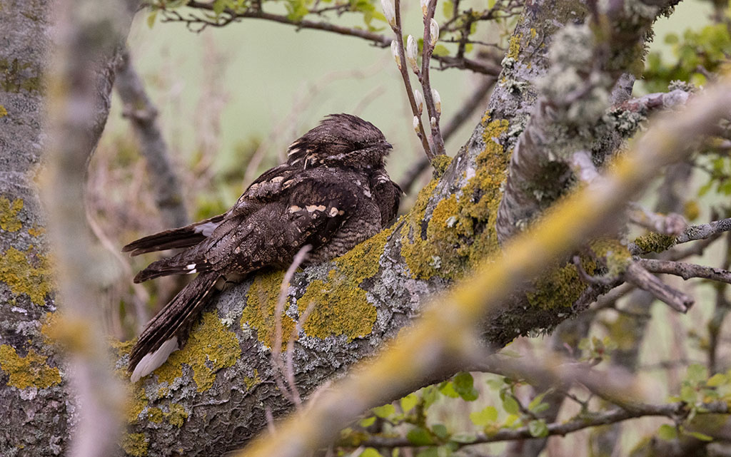 European Nightjar (Caprimulgus europaeus)