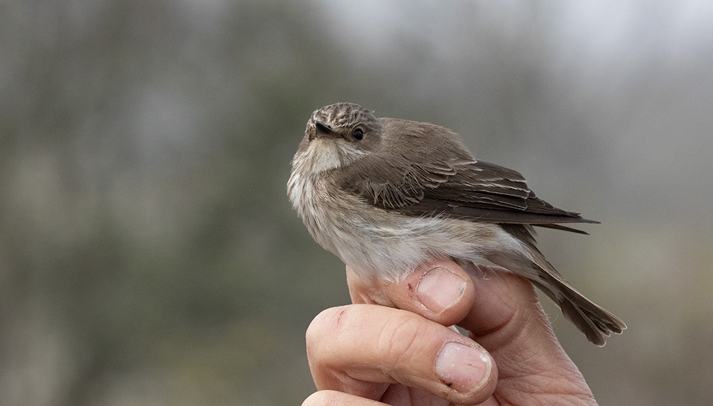 Spotted Flycatcher (Muscicapa striata)