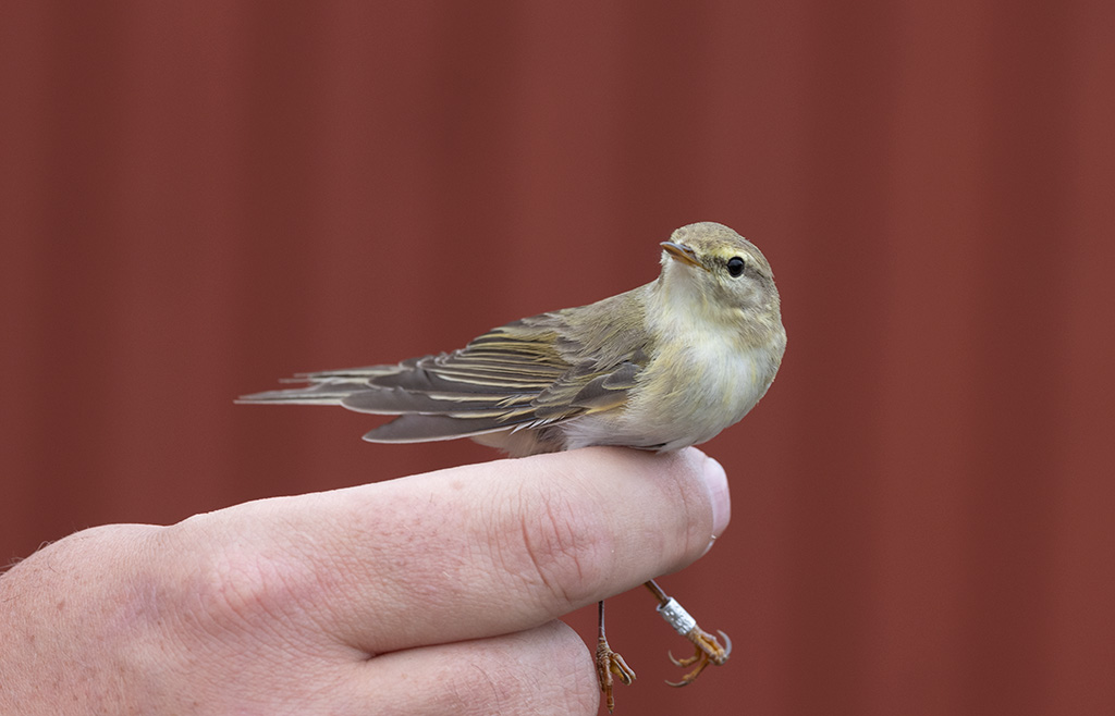 Willow Warbler (Phylloscopus trochilus)