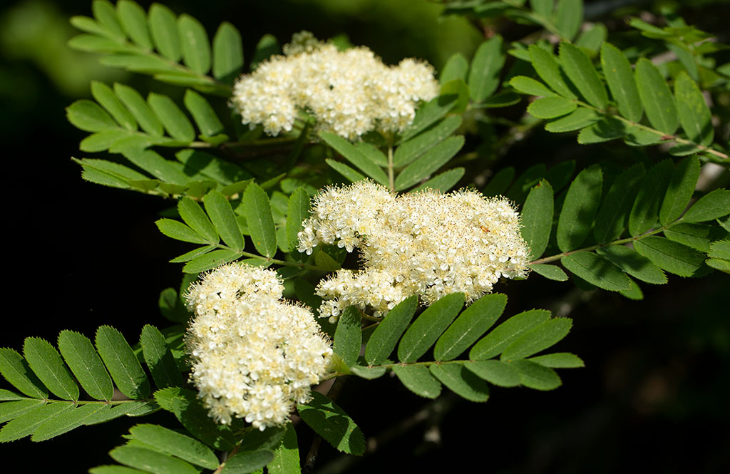 Rnn (Sorbus aucuparia)