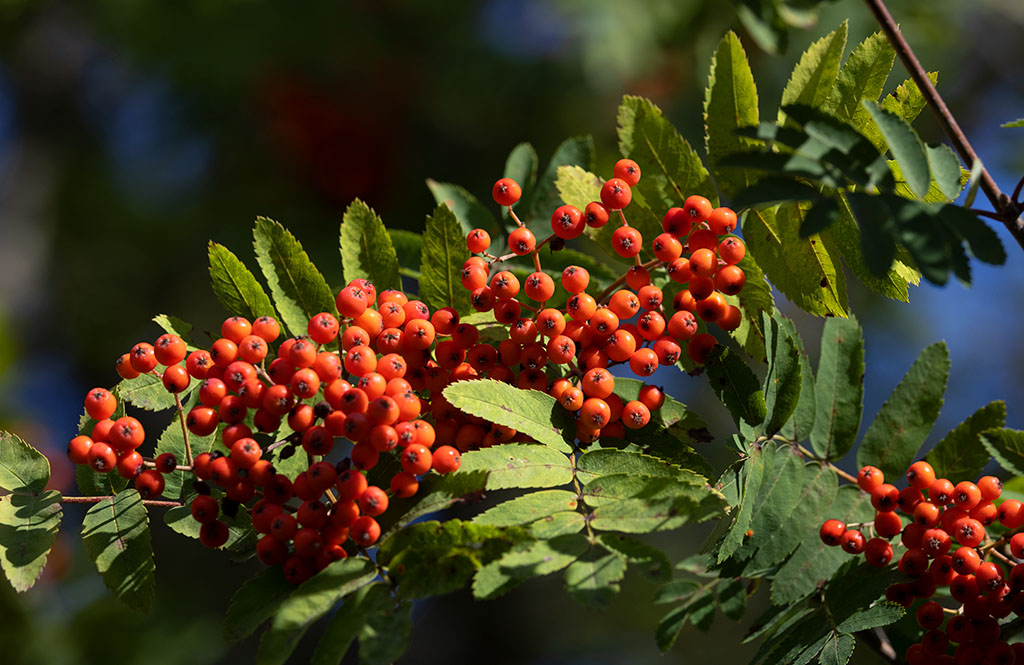 Rnn (Sorbus aucuparia)