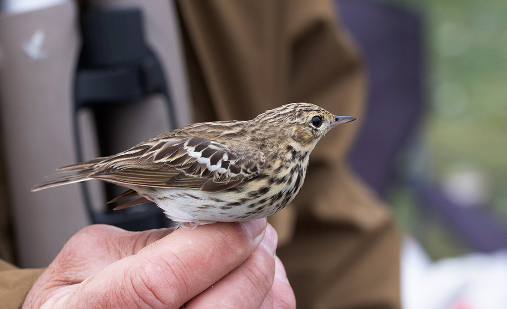 Tree Pipit (Anthus trivialis)