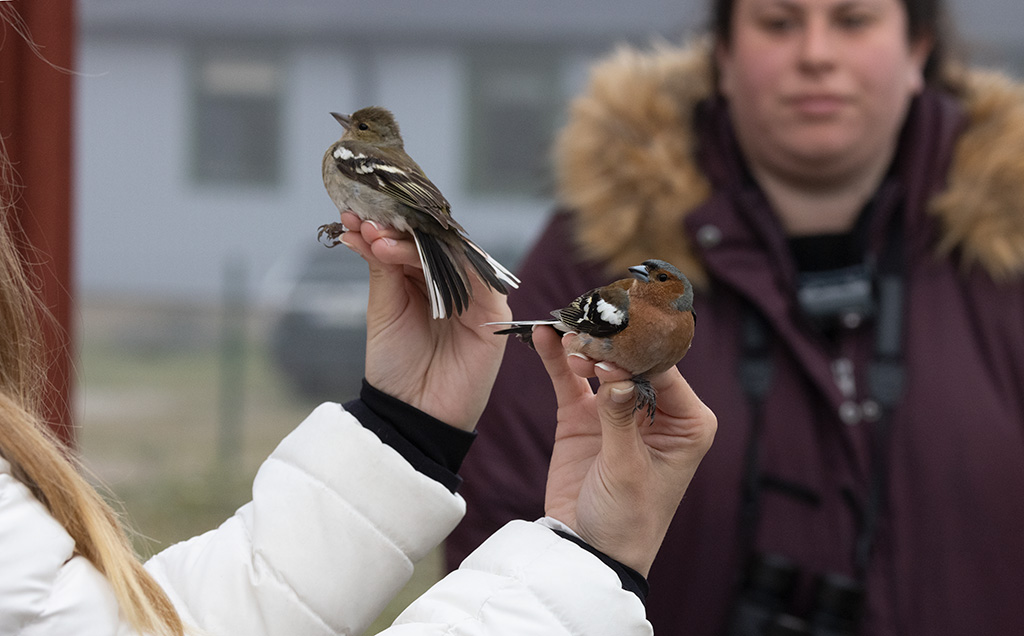 Common Chaffinch (Fringilla coelebs)	