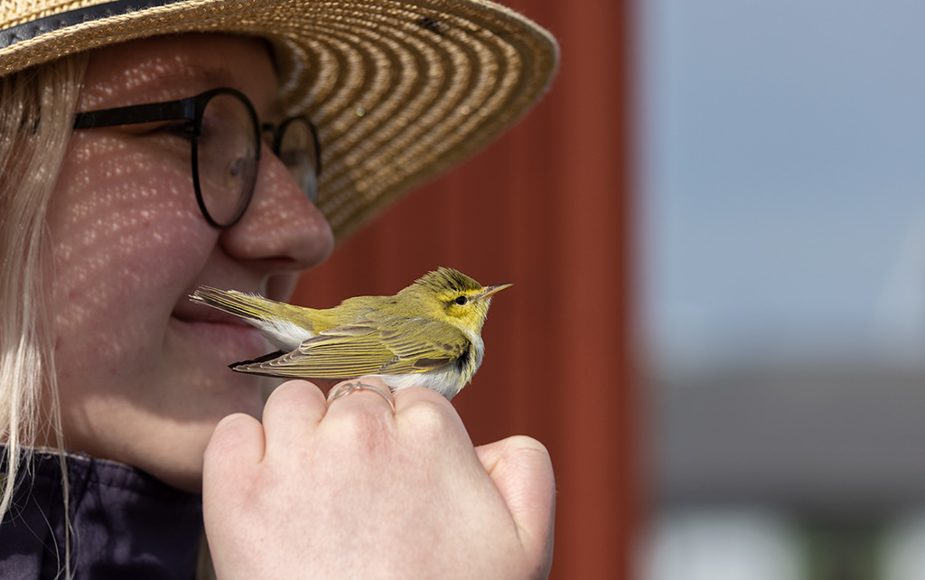 Wood Warbler (Phylloscopus sibilatrix)