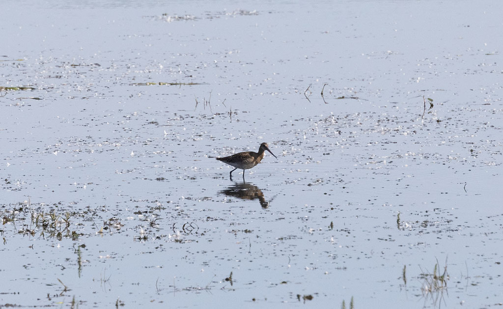 Black-tailed Godwit (Icelandic) (Limosa limosa islandica)