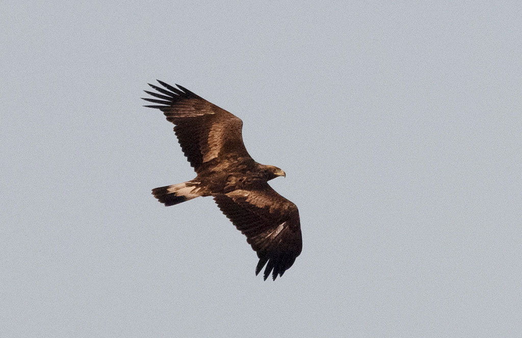 Golden Eagle (Aquila chrysaetos)