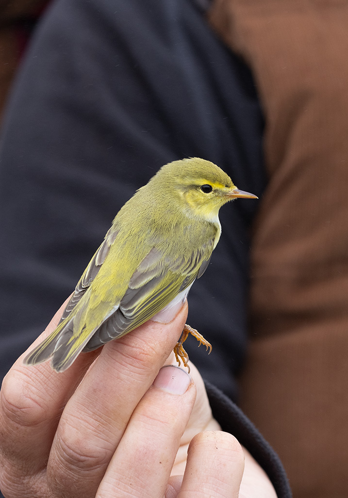 Wood Warbler (Phylloscopus sibilatrix)	