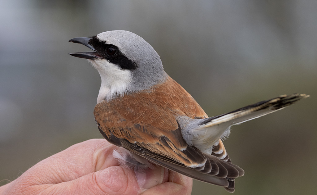 Red-backed Shrike (Lanius collurio)