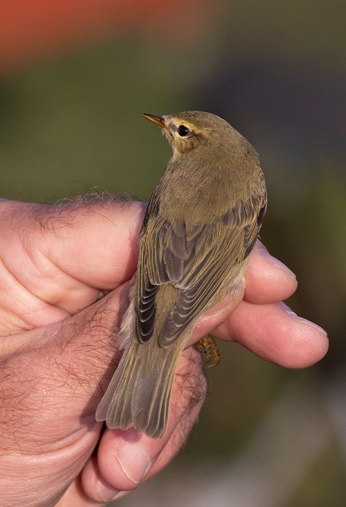 Willow Warbler (Phylloscopus trochilus)