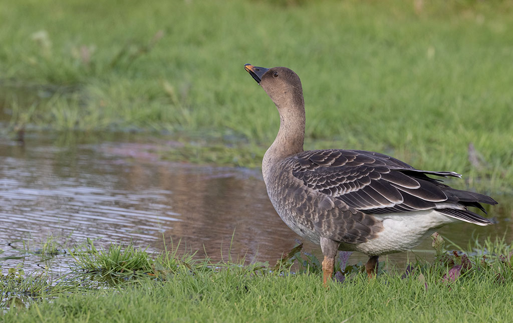 Russian Bean Goose (Anser serrirostris rossicus)