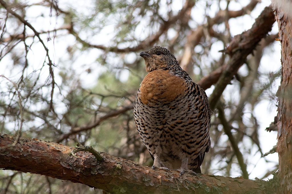 Western Capercaillie (Tetrao urogallus)