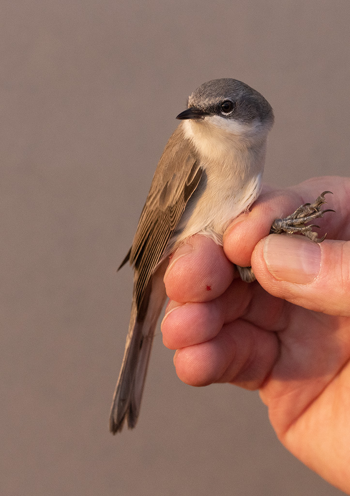 Lesser Whitethroat (Curruca curruca)
