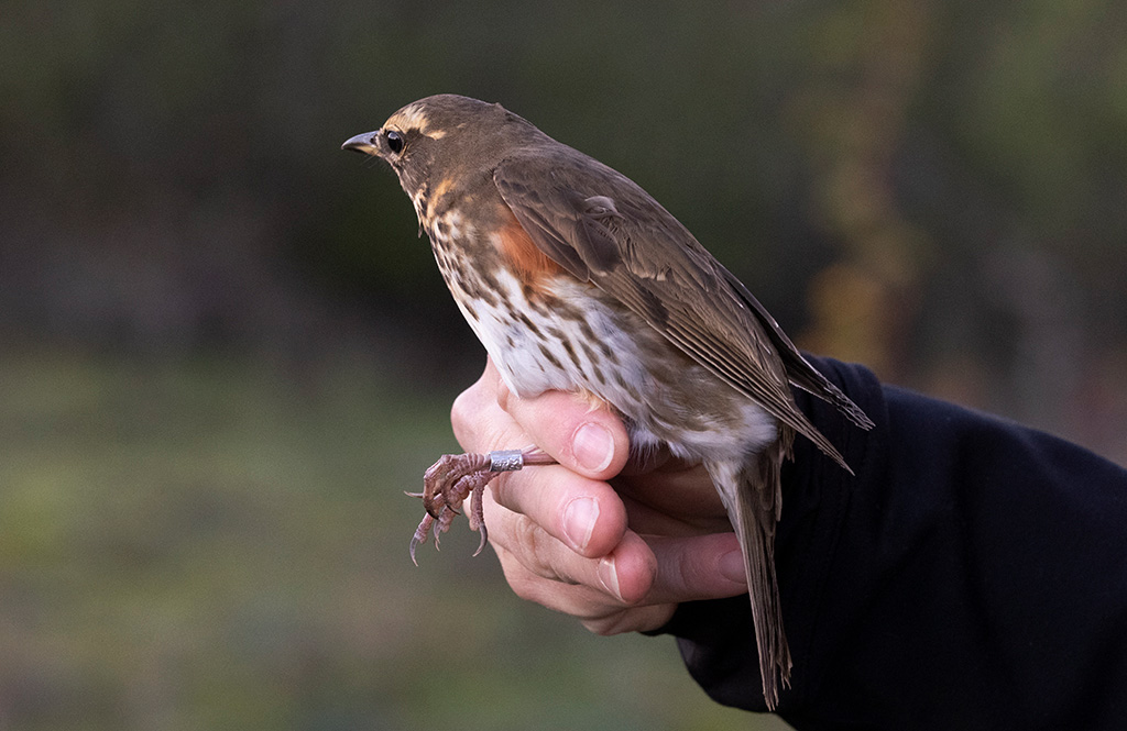 Redwing (Turdus iliacus)