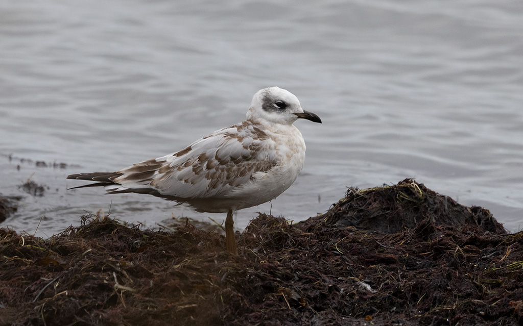 Mediterranean Gull (Ichthyaetus melanocephalus)