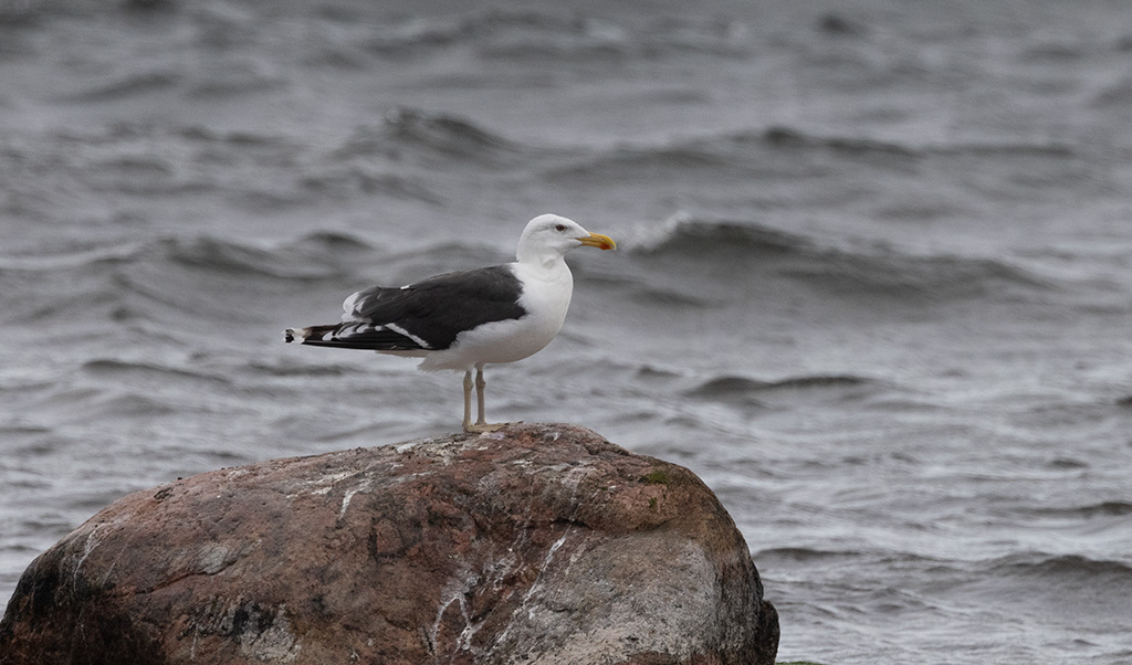 Great Black-backed Gull (Larus marinus)
