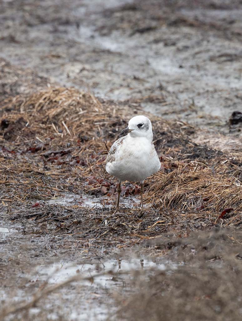 Mediterranean Gull (Ichthyaetus melanocephalus)	