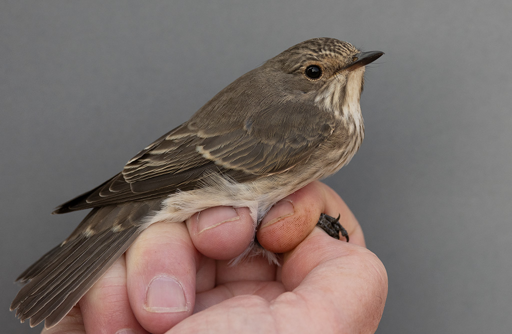 Spotted Flycatcher (Muscicapa striata)	