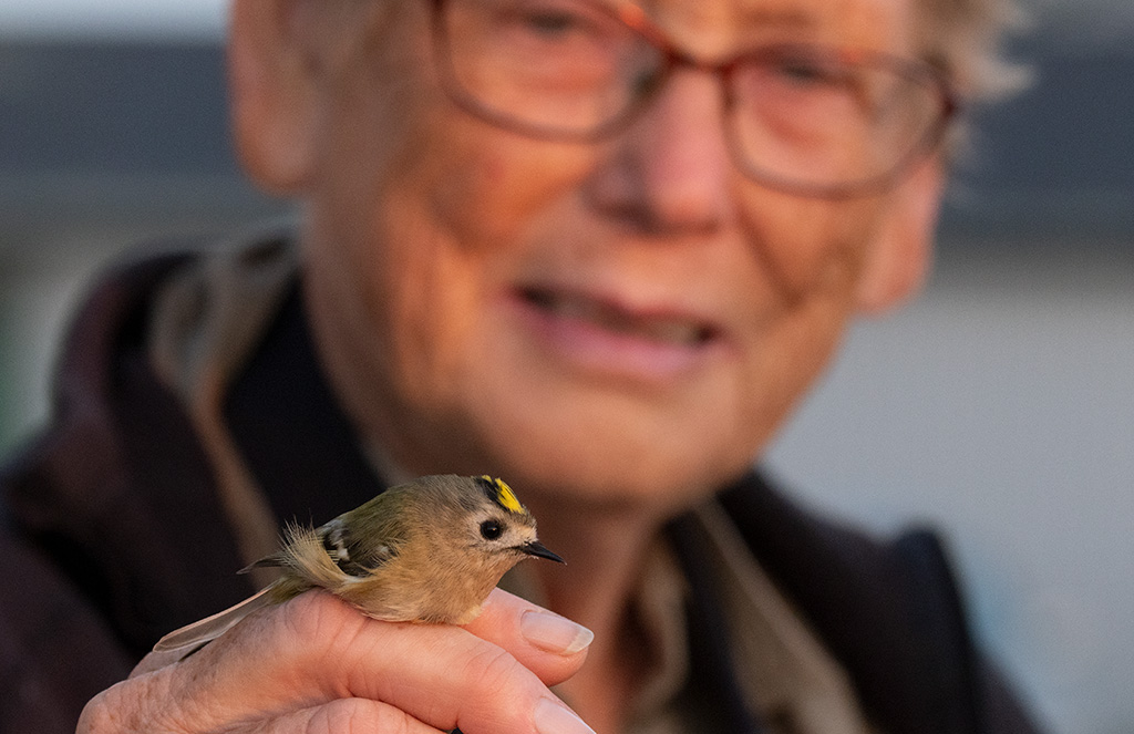 Goldcrest (Regulus regulus)	