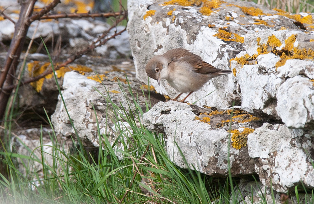 Common Whitethroat (Curruca communis)